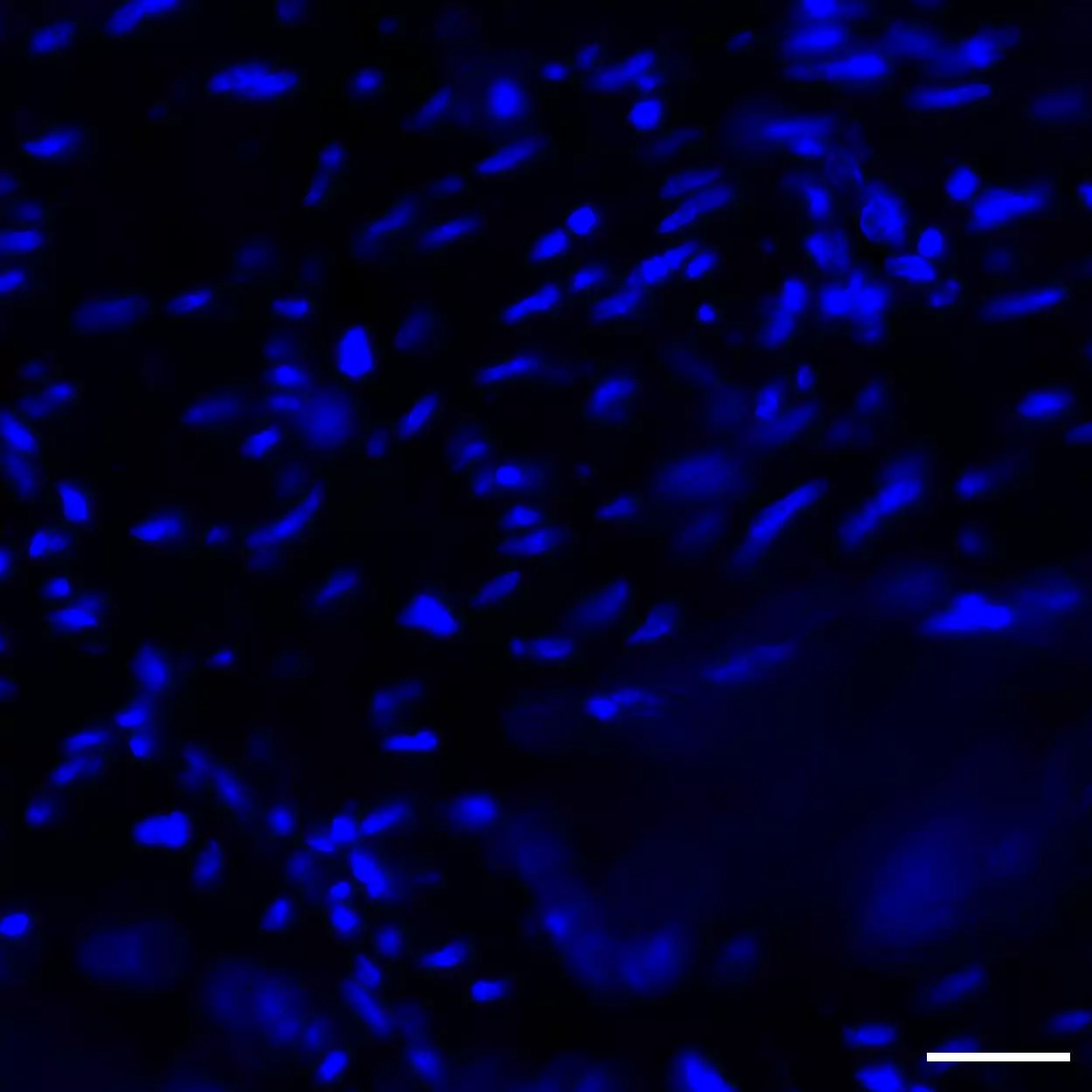 Pan Actin Antibody anti human FITC REAdye lease Miltenyi 优宁维 univ 商城