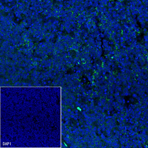 Goat anti-Mouse IgG(H+L) (Alexa Fluor® 488 Conjugate)