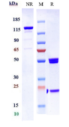 Anti-ANG2 & VEGFA Reference Antibody (Vanucizumab (USAN/INN))