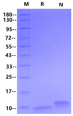 CCL17/TARC Protein, Human