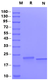 HGF(NK1) Protein, Bovine (Animal Free)