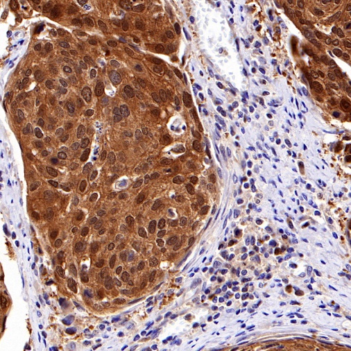 Caspase-3 Recombinant Rabbit mAb (S-493-3)