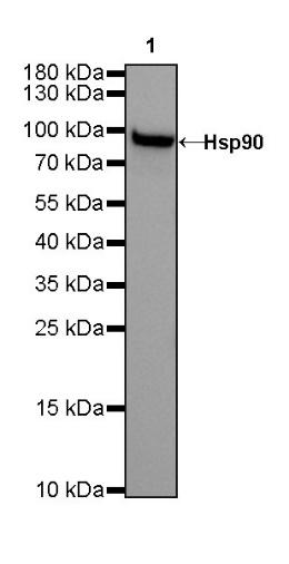 Goat anti-Mouse IgG(H+L), HRP