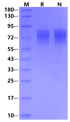 VZVgE Flag Tag Protein