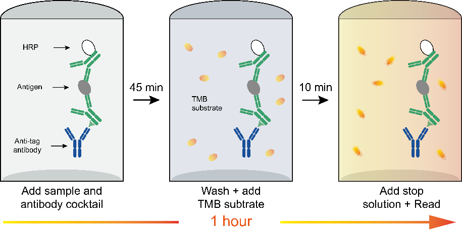 Human IL-13 OneStep ELISA Kit