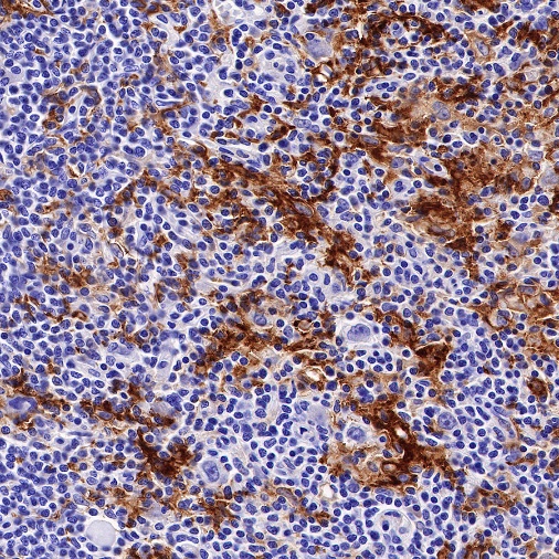 CD11c Recombinant Rabbit mAb (SDT-396-48)