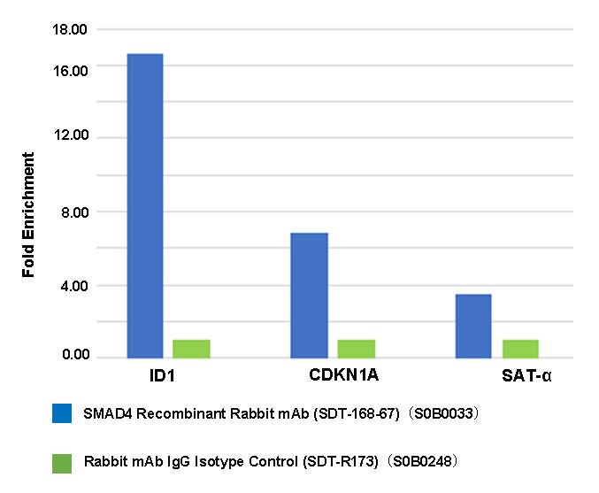 SMAD4 Recombinant Rabbit mAb (SDT-168-67)