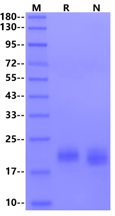 ROR1 (165-305, Frizzled Domain) His Tag Protein, Human/Cynomolgus