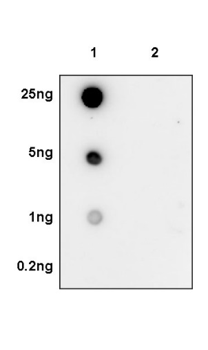 Phospho-Stat5 (Tyr694) Recombinant Rabbit mAb (S-1183-58)