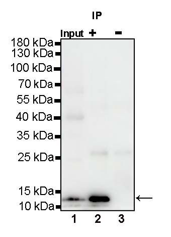 Acetyllysine Rabbit polyclonal antibody