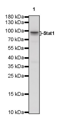 Stat1 Recombinant Rabbit mAb (S-559-91)