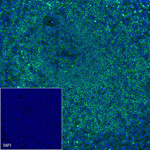 Goat anti-Mouse IgG(H+L) (Alexa Fluor® 488 Conjugate)