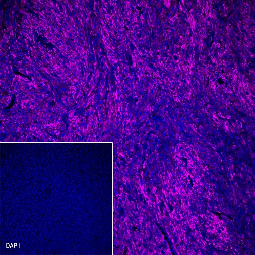 Alexa Fluor® 647 Antibody Labeling Kit