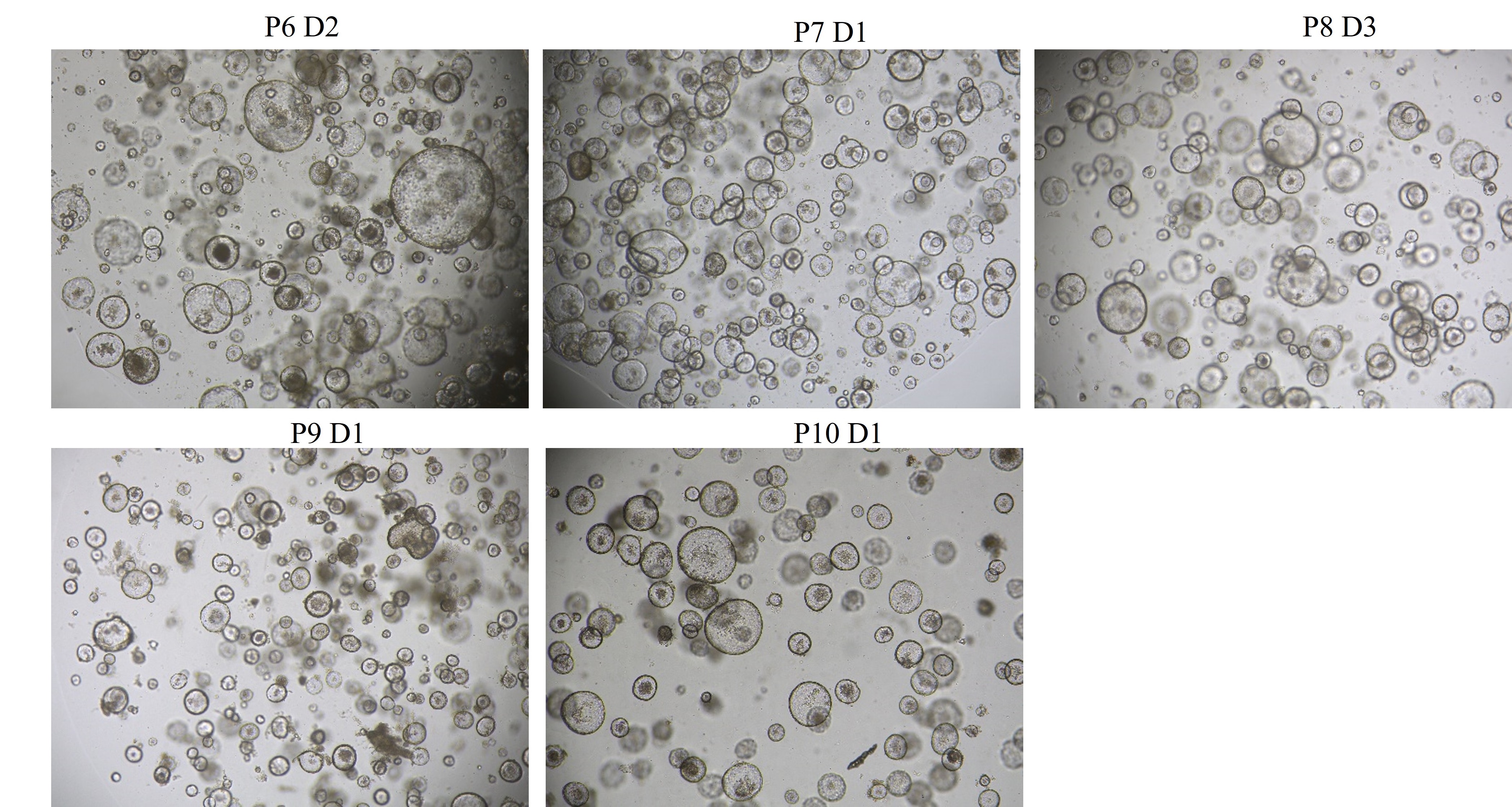 KGF/FGF-7 Protein, Mouse