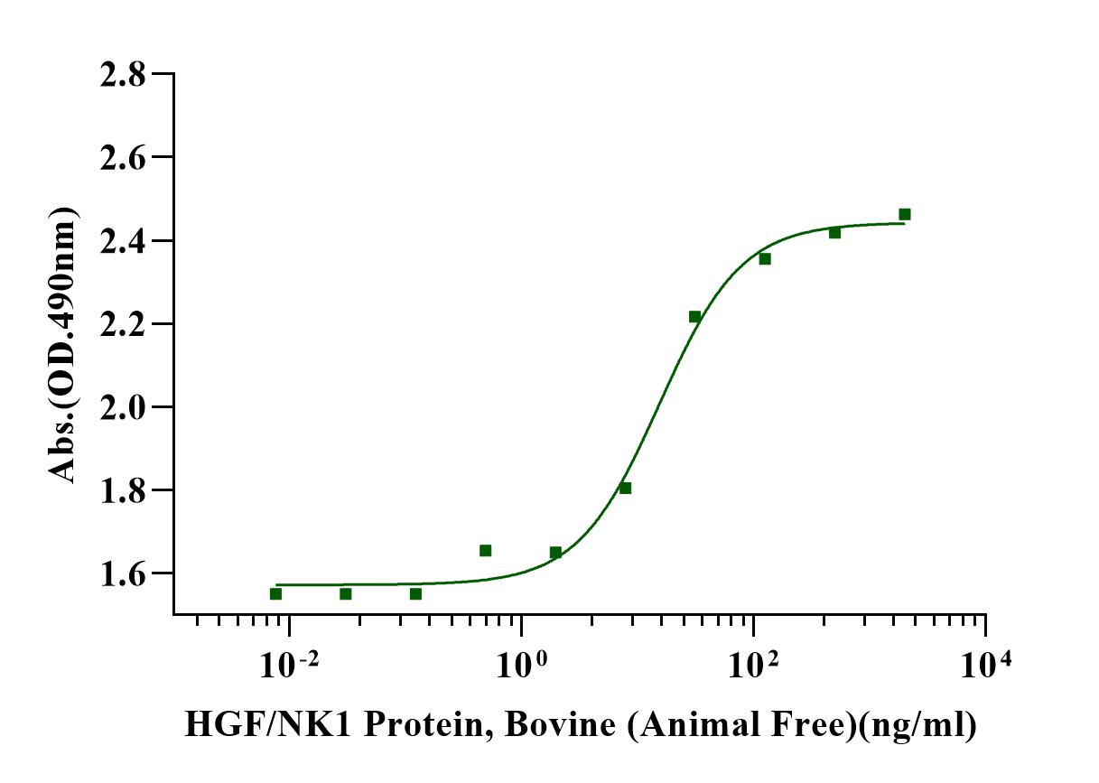 HGF(NK1) Protein, Bovine (Animal Free)