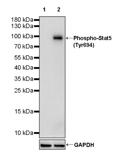 Phospho-Stat5 (Tyr694) Recombinant Rabbit mAb (S-1183-58)