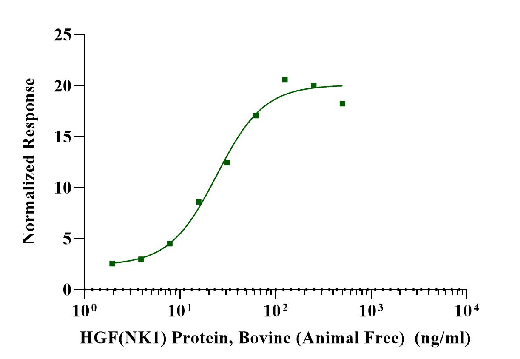 HGF(NK1) Protein, Bovine (Animal Free)