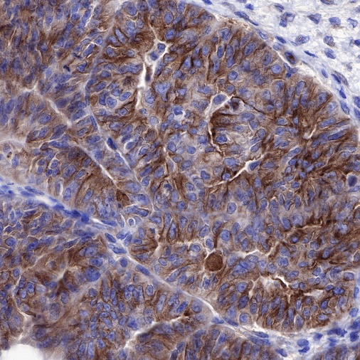 β-tubulin Recombinant Rabbit mAb (SDT-312-113)