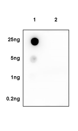 Phospho-Stat1 (Tyr701) Recombinant Rabbit mAb (S-601-78)