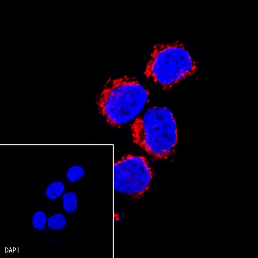 Goat anti-Rabbit IgG(H+L) (Alexa Fluor® 594 Conjugate)