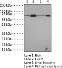 Toll-Like Receptor 12 Polyclonal Antibody