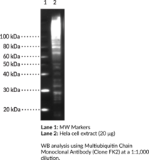 Multiubiquitin Chain Monoclonal Antibody (Clone FK2)