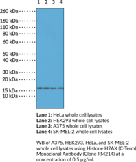 Histone H2AX (C-Term) Monoclonal Antibody (Clone RM214)