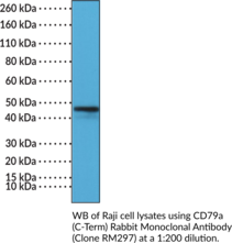 CD79a (C-Term) Rabbit Monoclonal Antibody (Clone RM297)