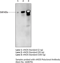 nNOS Electrophoresis Standard