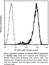 Glypican-3 Rabbit Monoclonal Antibody (PE) (Clone 024)