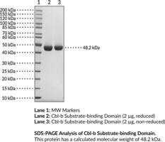 Cbl-b Substrate-binding Domain (human, recombinant)