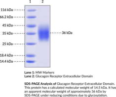 Glucagon Receptor Extracellular Domain (human, recombinant)