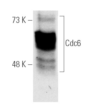 Cdc6 (180.2)