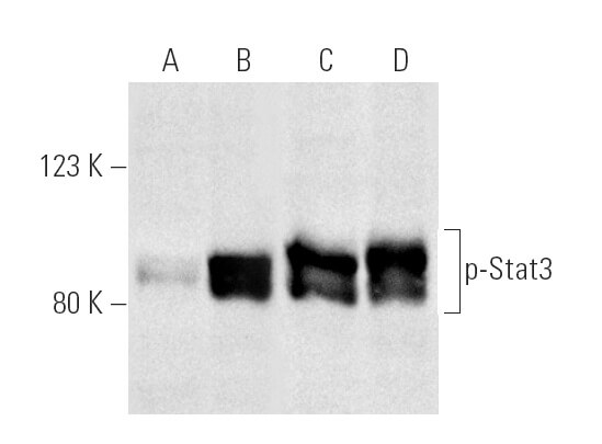 p-Stat3 (B-7)