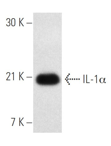 IL-1α (ALF-161)