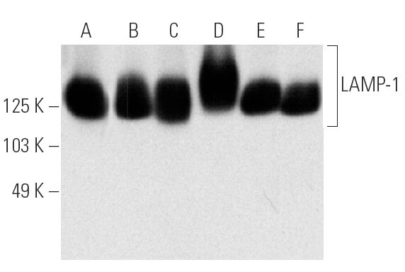 LAMP-1 (H4A3)