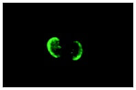 Laminin-5 (P3H9-2)