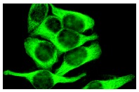 α Tubulin (B-7)