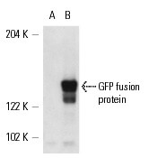 GFP (B-2)