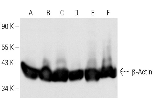 β-Actin (C4)