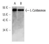 L-Caldesmon (F-1)