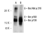 Bcr (H-5)