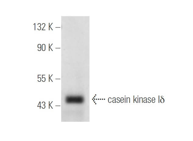 casein kinase Iδ (C-8): m-IgG Fc BP-HRP Bundle