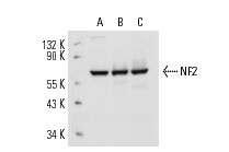 NF2 (B-12): m-IgG Fc BP-HRP Bundle