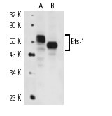 Ets-1 (C-4): m-IgG Fc BP-HRP Bundle