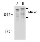 MAP-2 (A-4): m-IgG Fc BP-HRP Bundle