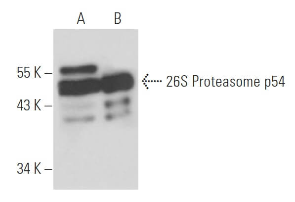 26S Proteasome p54 -28- Alexa Fluor- 594_SantaCruz_优宁维(univ)商城
