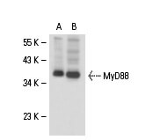 MyD88 (E-11): m-IgG Fc BP-HRP Bundle