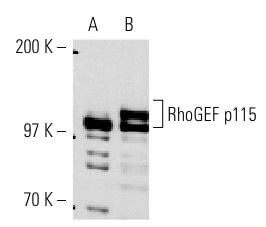 RhoGEF p115 (C-9): m-IgG2b BP-HRP Bundle
