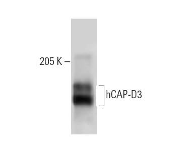 hCAP-D3 (2B5): m-IgG Fc BP-HRP Bundle